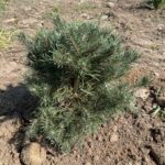 Dwarf Blue Scots Pine (Pinus sylvestris ‘Glauca Nana’)