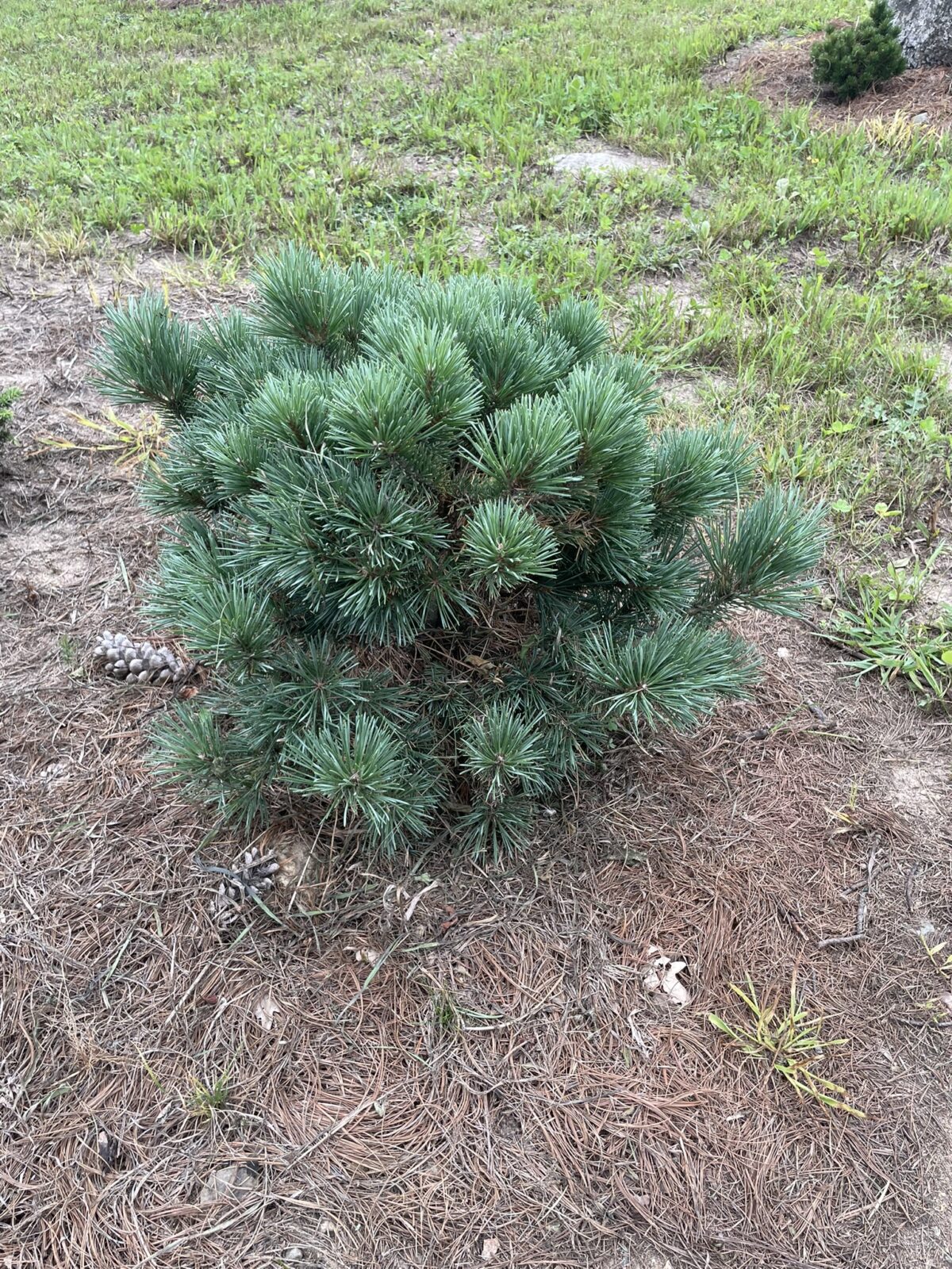 Dwarf Blue Scots Pine (Pinus sylvestris ‘Glauca Nana’)
