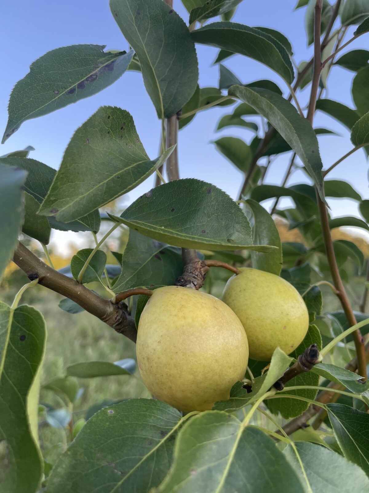 Early Gold Pear