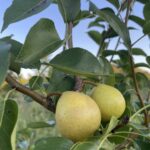 Early Gold Pear
