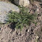 Effusa Juniper (Juniperus communis ‘Effusa’)