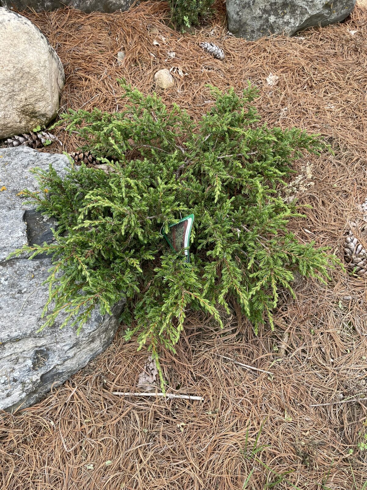 Effusa Juniper (Juniperus communis ‘Effusa’)