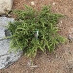 Effusa Juniper (Juniperus communis ‘Effusa’)