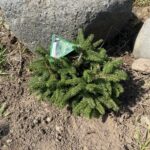 Elegant Nest Spruce (Picea abies ‘Elegans’)