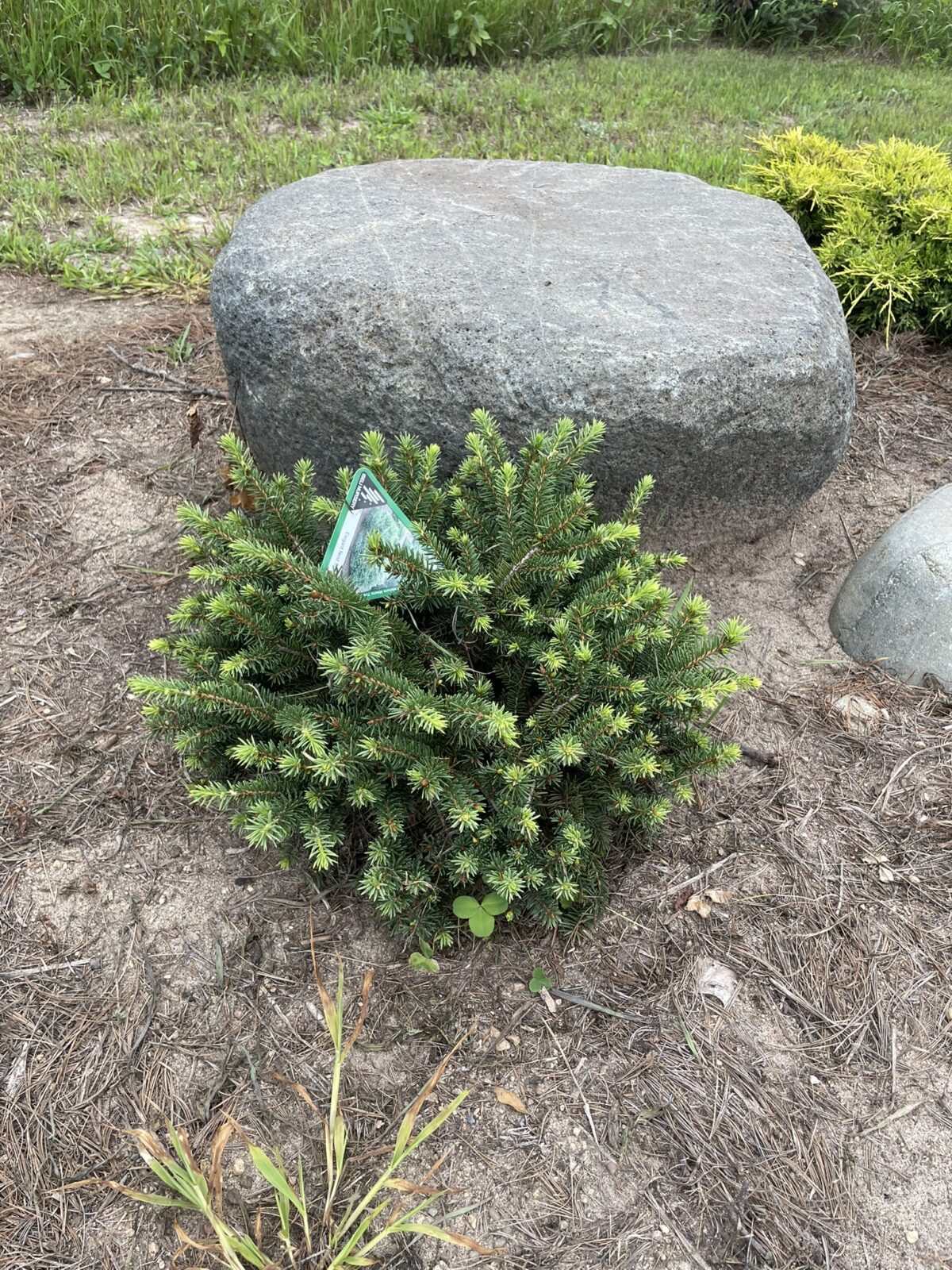 Elegant Nest Spruce (Picea abies ‘Elegans’)