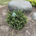 Elegant Nest Spruce (Picea abies ‘Elegans’)