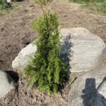 Emerald Arborvitae (Thuja occidentalis ‘Smaragd’)