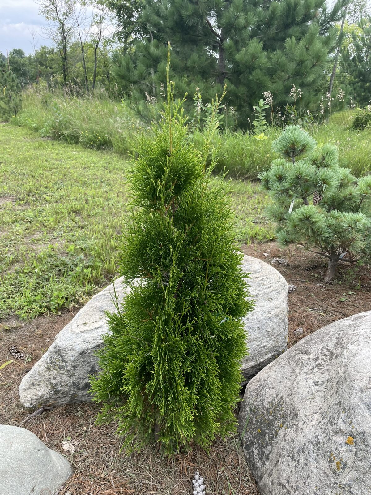 Emerald Arborvitae (Thuja occidentalis ‘Smaragd’)