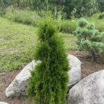 Emerald Arborvitae (Thuja occidentalis ‘Smaragd’)