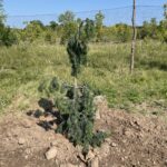 Emerald Twister Douglas Fir (Pseudotsuga menziesii ‘Torquis’)