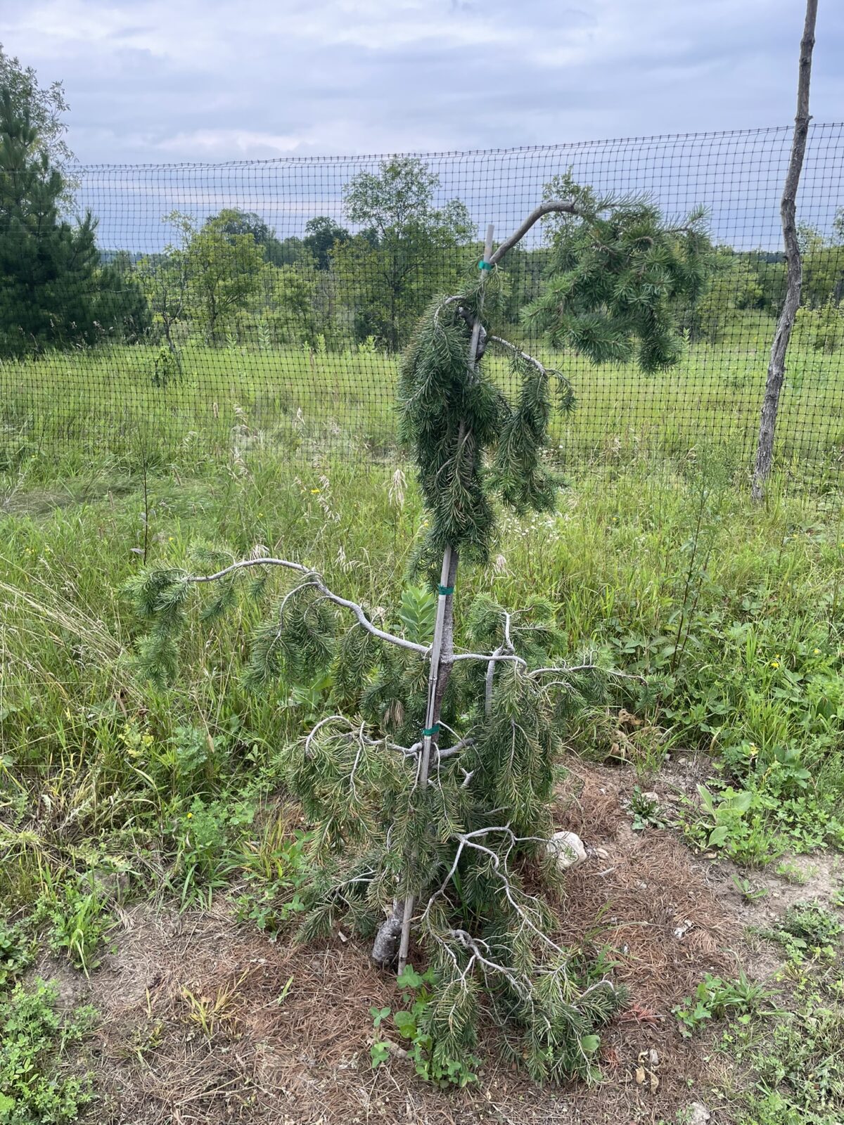Emerald Twister Douglas Fir (Pseudotsuga menziesii ‘Torquis’)