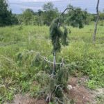 Emerald Twister Douglas Fir (Pseudotsuga menziesii ‘Torquis’)