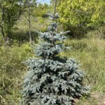 Fat Albert Blue Spruce (Picea pungens 'Fat Albert')