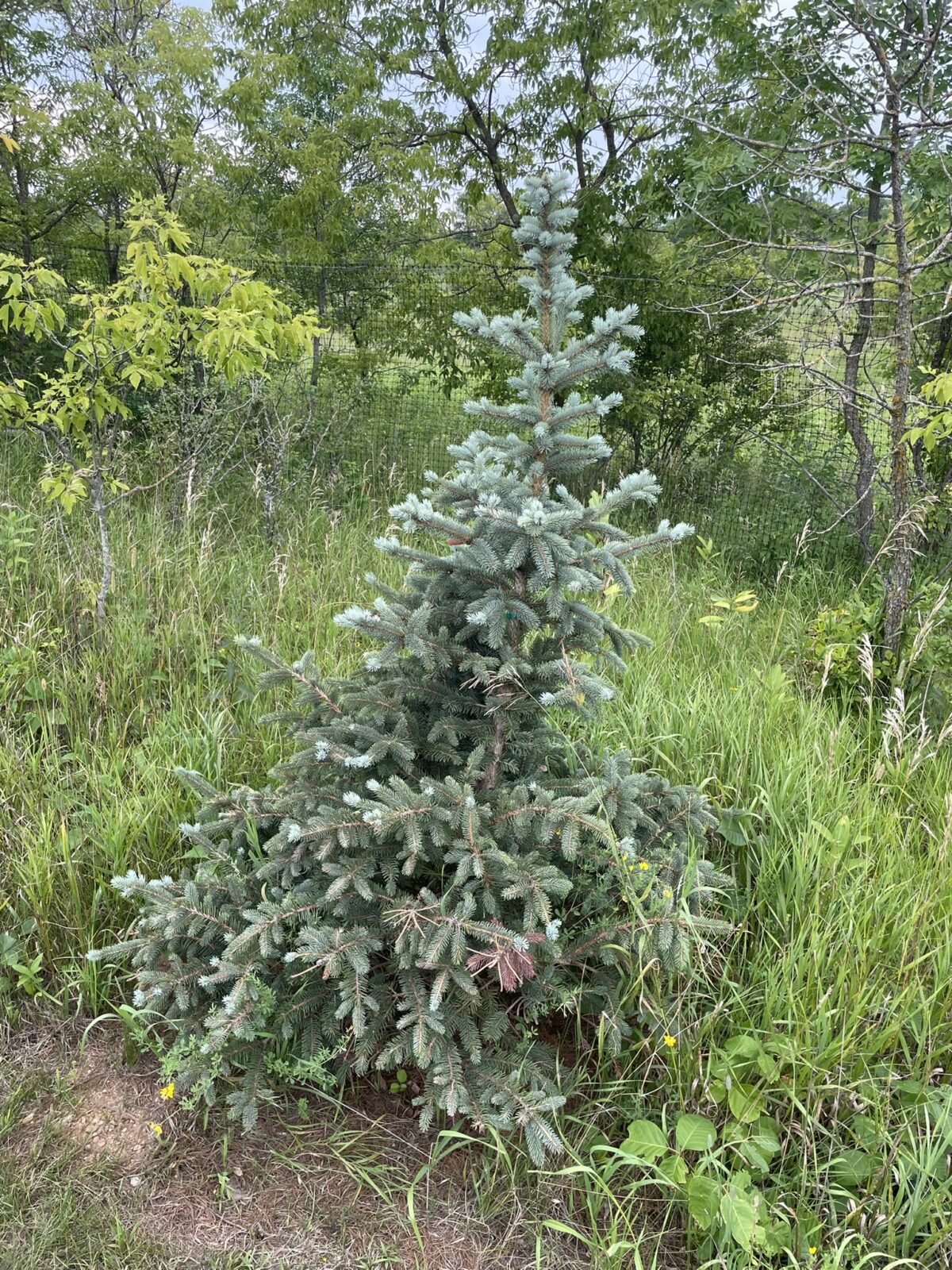 Fat Albert Blue Spruce (Picea pungens ‘Fat Albert’)