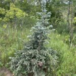 Fat Albert Blue Spruce (Picea pungens 'Fat Albert')