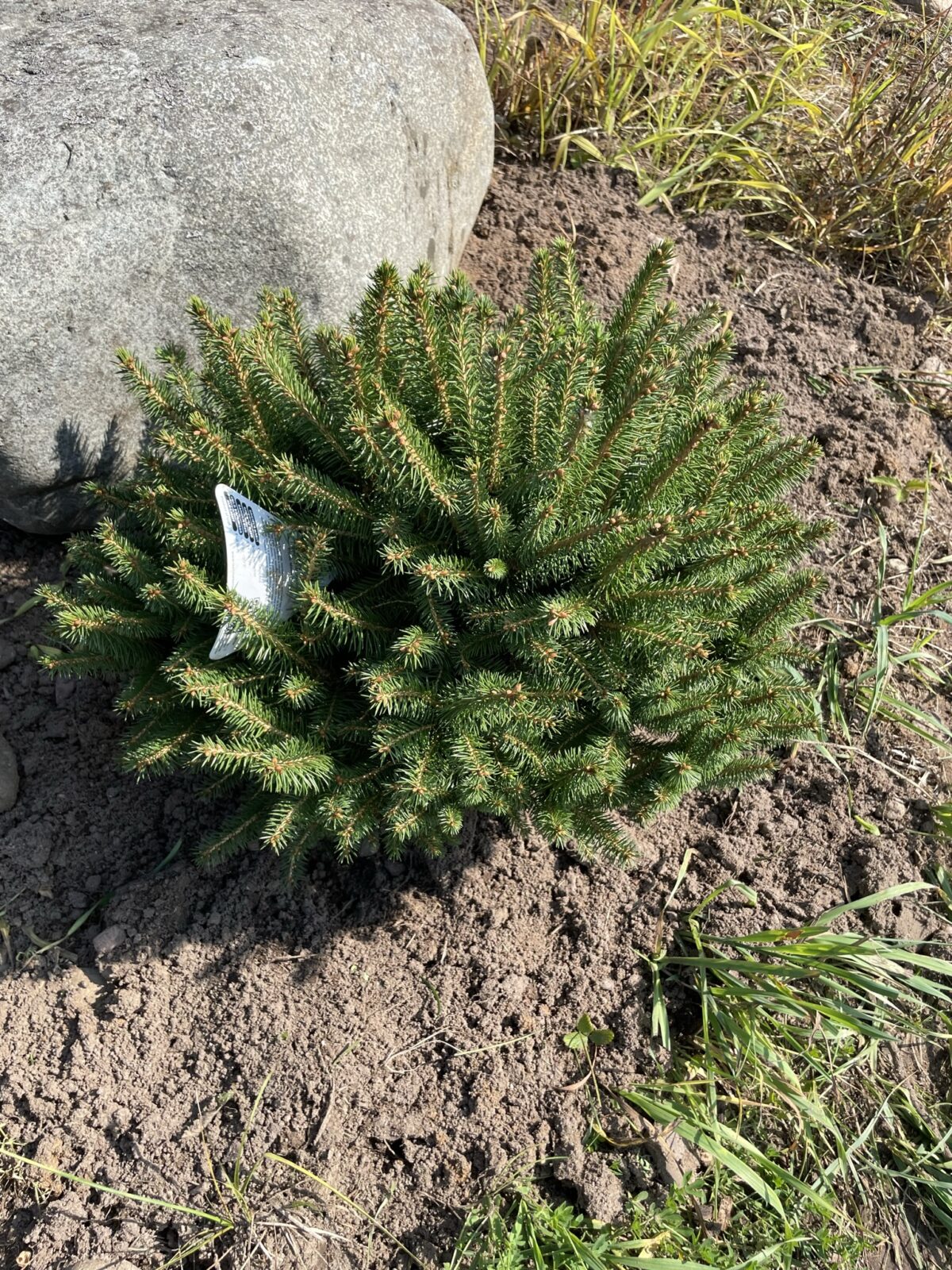 Fat Cat Norway Spruce (Picea abies ‘Fat Cat’)