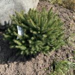 Fat Cat Norway Spruce (Picea abies ‘Fat Cat’)