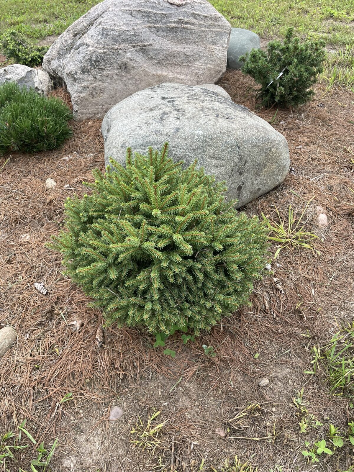Fat Cat Norway Spruce (Picea abies ‘Fat Cat’)