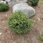Fat Cat Norway Spruce (Picea abies ‘Fat Cat’)