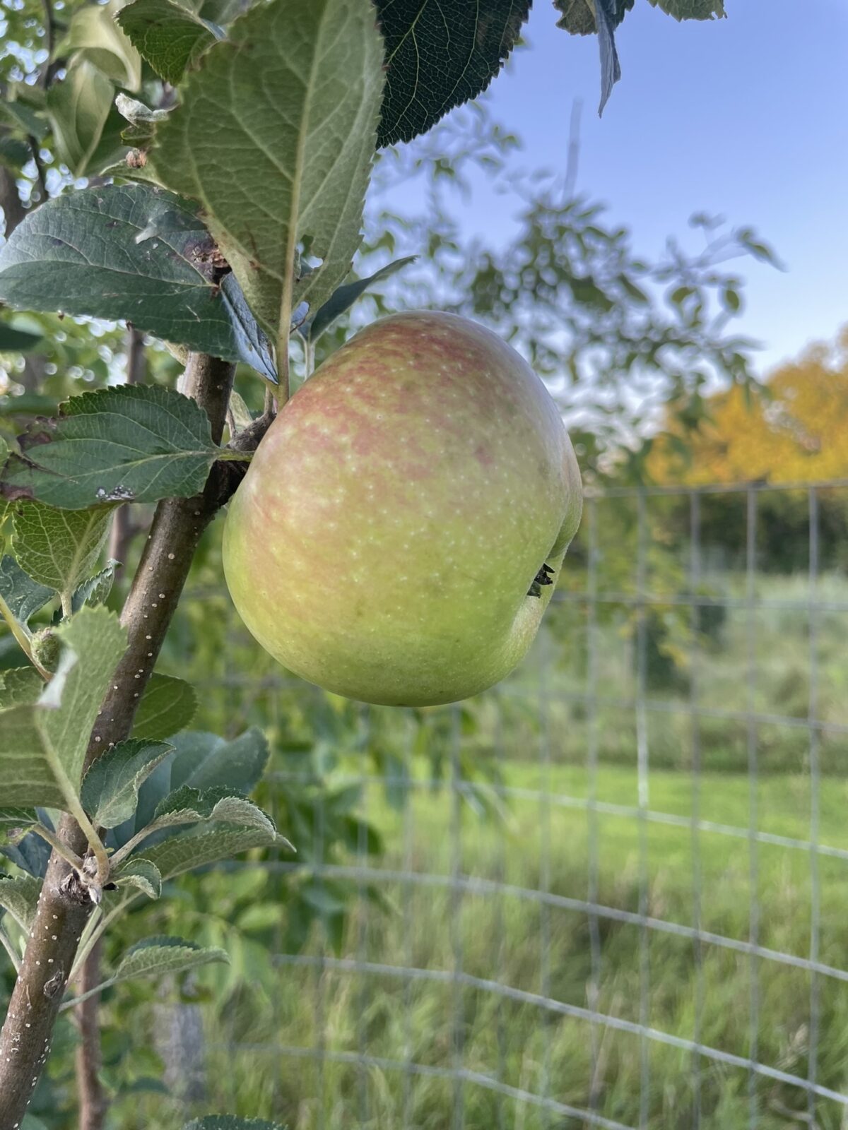 Freedom Apple