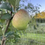 Freedom Apple