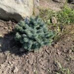 Globe Blue Spruce (Picea pungens ‘Globosa’)