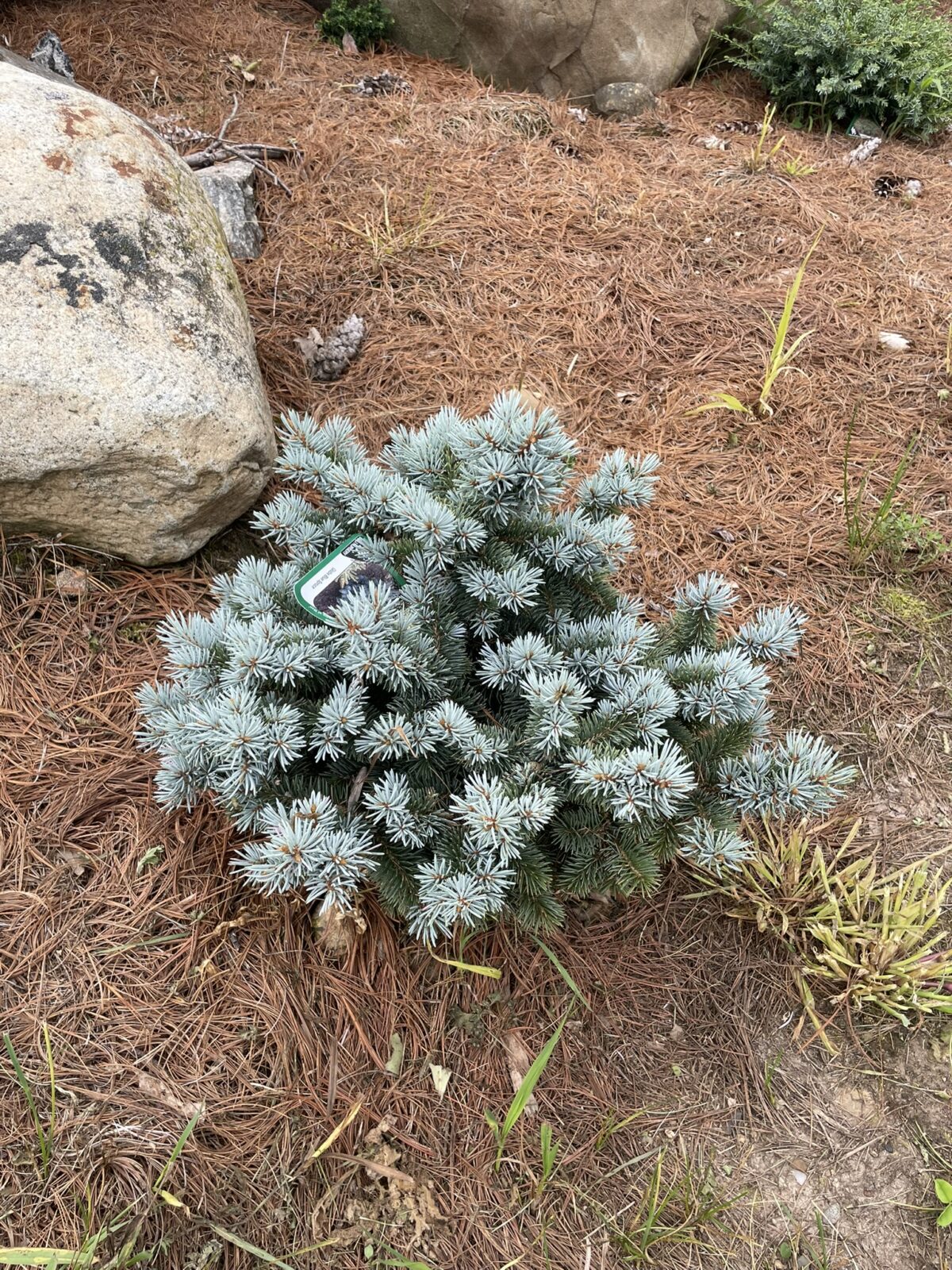 Globe Blue Spruce (Picea pungens ‘Globosa’)