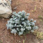 Globe Blue Spruce (Picea pungens ‘Globosa’)