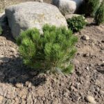 Globe Japanese Red Pine (Pinus densiflora ‘Globosa’)