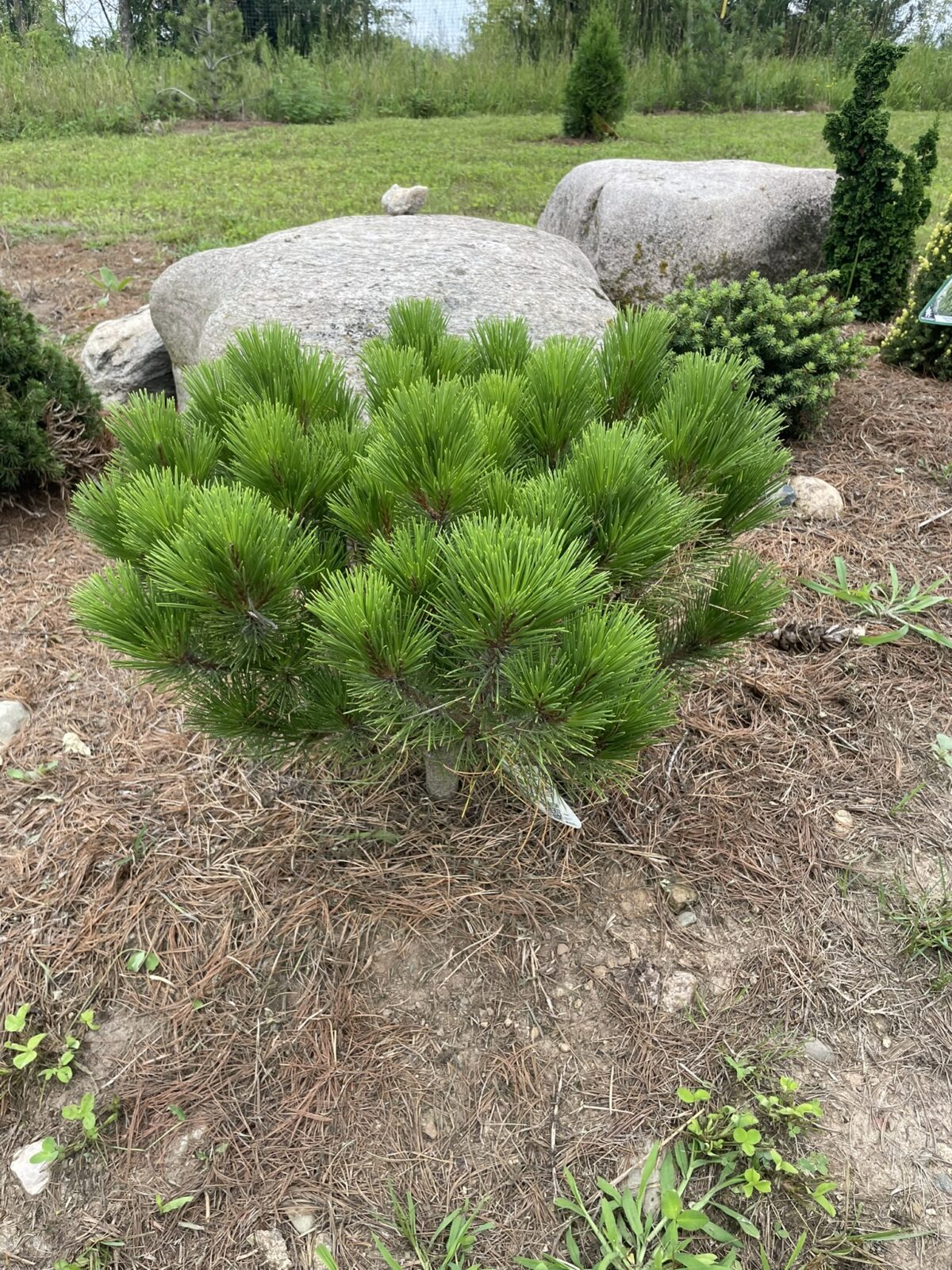 Globe Japanese Red Pine (Pinus densiflora ‘Globosa’)