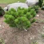 Globe Japanese Red Pine (Pinus densiflora ‘Globosa’)