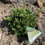 Glomerata Juniper (Juniperus horizontalis ‘Glomerata’)