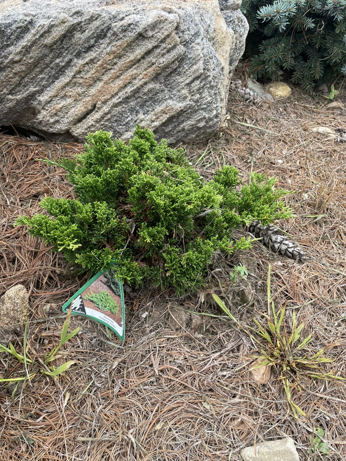 Glomerata Juniper (Juniperus horizontalis ‘Glomerata’)