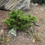Glomerata Juniper (Juniperus horizontalis ‘Glomerata’)