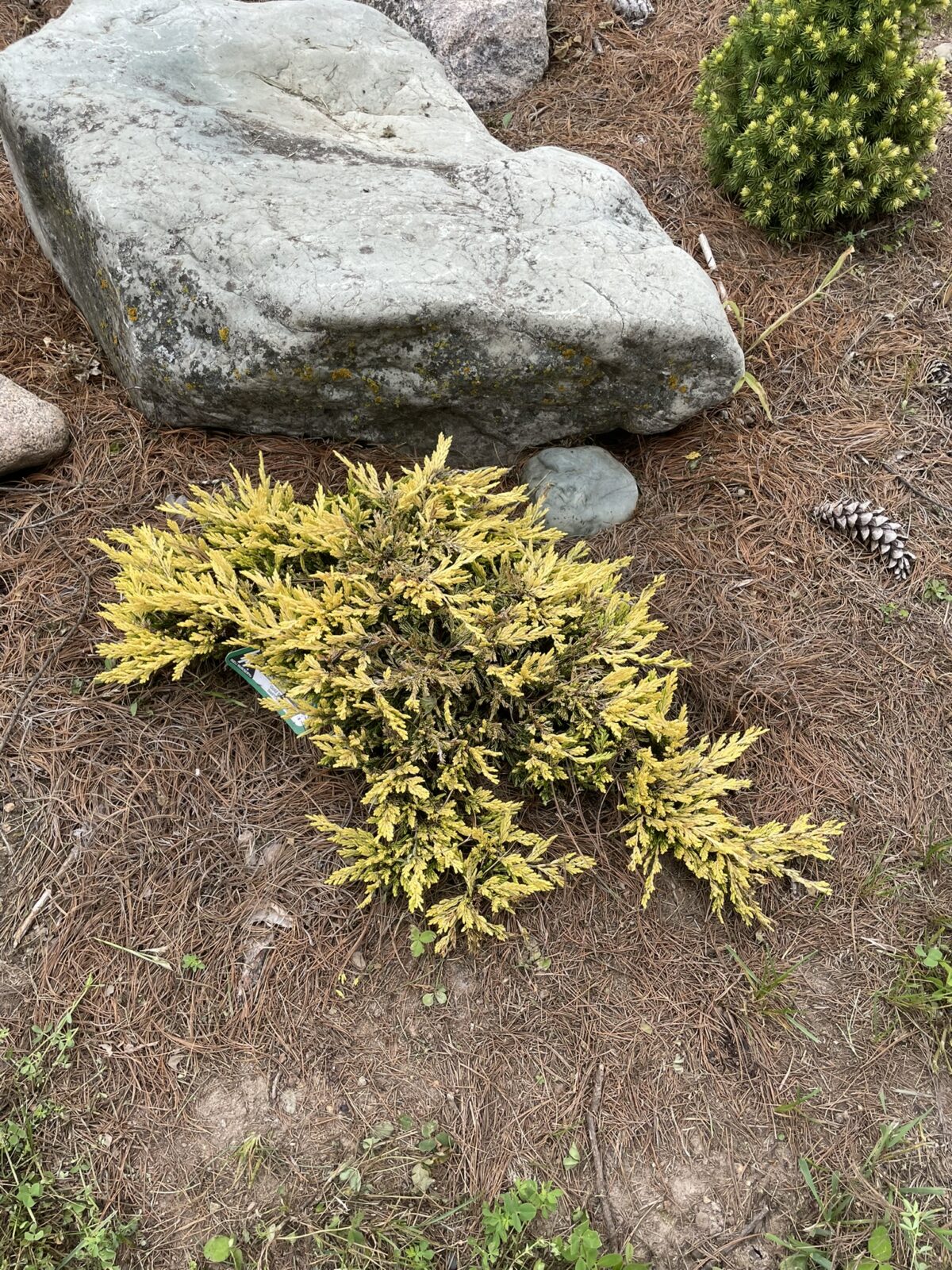 Gold Strike Juniper (Juniperus horizontalis ‘Gold Strike’)