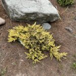 Gold Strike Juniper (Juniperus horizontalis ‘Gold Strike’)