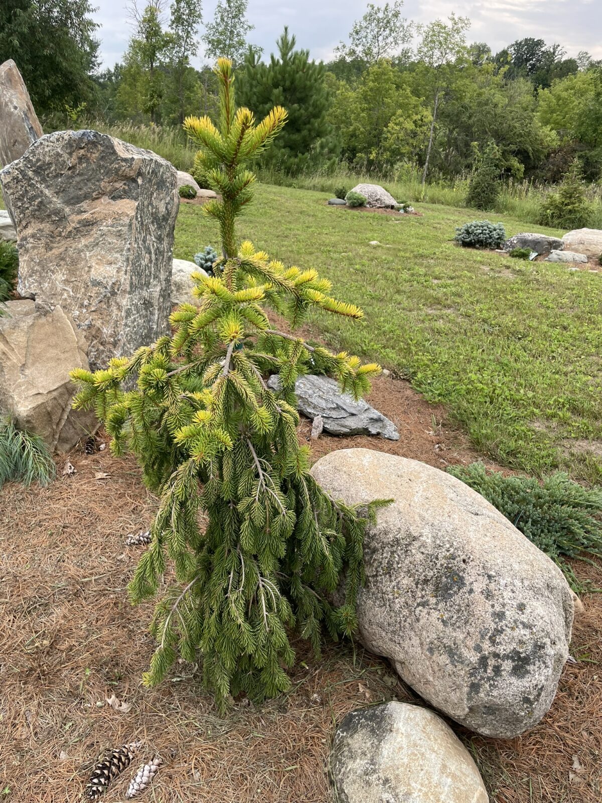 Gold Drift Norway Spruce (Picea abies ‘Gold Drift’)