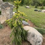 Gold Drift Norway Spruce (Picea abies ‘Gold Drift’)