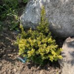 Golden Dwarf Japanese Yew (Taxus cuspidata ‘Nana Aurescens’)