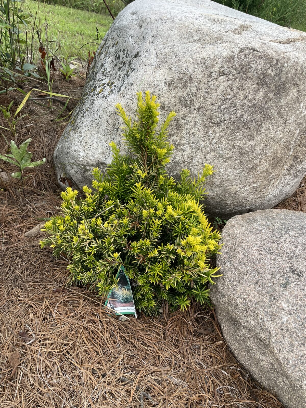 Golden Dwarf Japanese Yew (Taxus cuspidata ‘Nana Aurescens’)