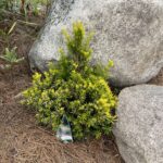 Golden Dwarf Japanese Yew (Taxus cuspidata ‘Nana Aurescens’)