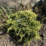 Golden Joy Juniper (Juniperus x pfitzeriana ‘Golden Joy’)