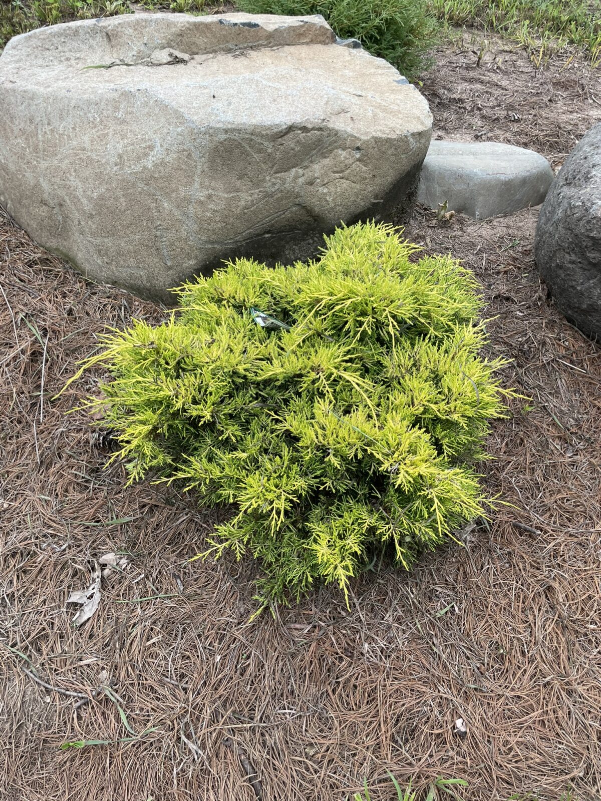 Golden Joy Juniper (Juniperus x pfitzeriana ‘Golden Joy’)