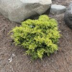 Golden Joy Juniper (Juniperus x pfitzeriana ‘Golden Joy’)