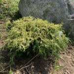 Golden Mop Threadbranch Cypress (Chamaecyparis pisifera ‘Golden Mop’)