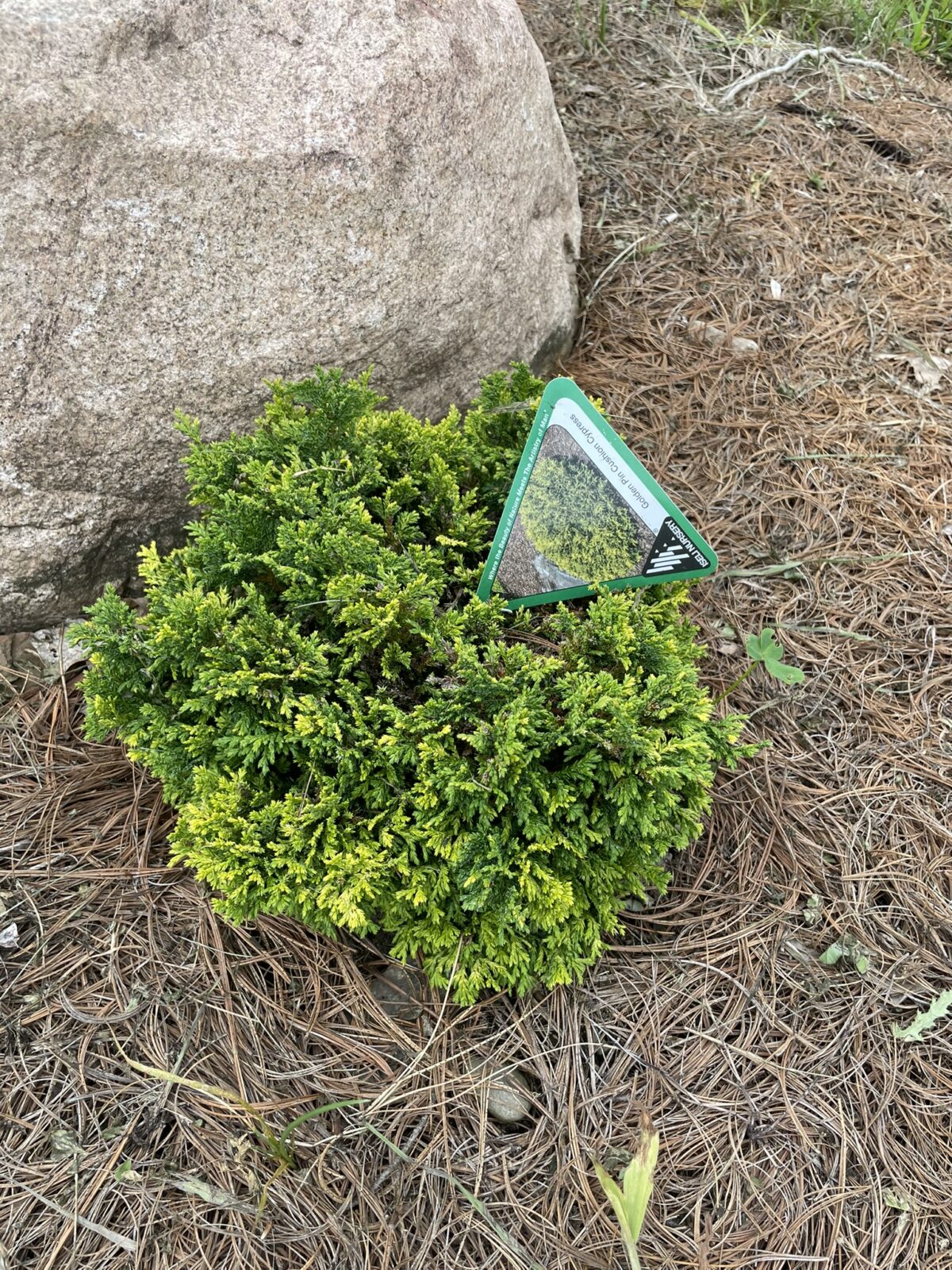 Golden Pin Cushion Cypress (Chamaecyparis pisifera ‘Golden Pin Cushion’)