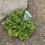 Golden Pin Cushion Cypress (Chamaecyparis pisifera ‘Golden Pin Cushion’)
