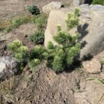 Goldilocks Japanese White Pine (Pinus parviflora ‘Goldilocks’)