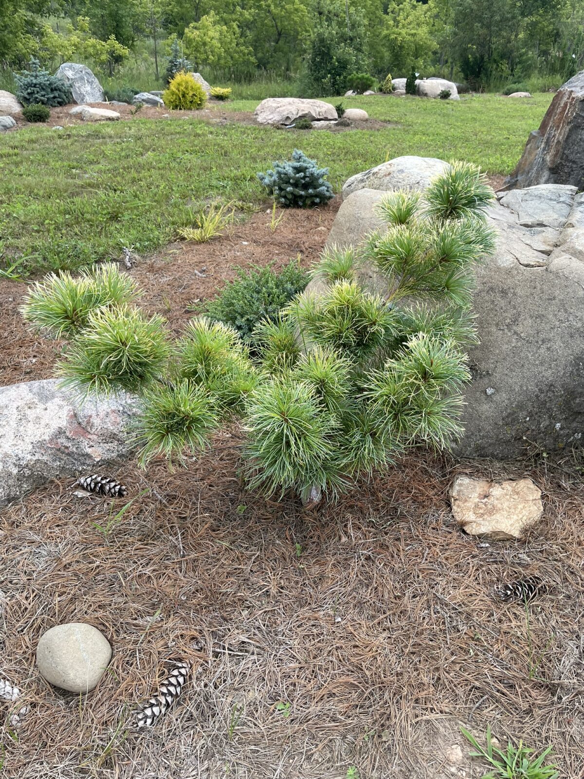 Goldilocks Japanese White Pine (Pinus parviflora ‘Goldilocks’)