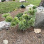 Goldilocks Japanese White Pine (Pinus parviflora ‘Goldilocks’)